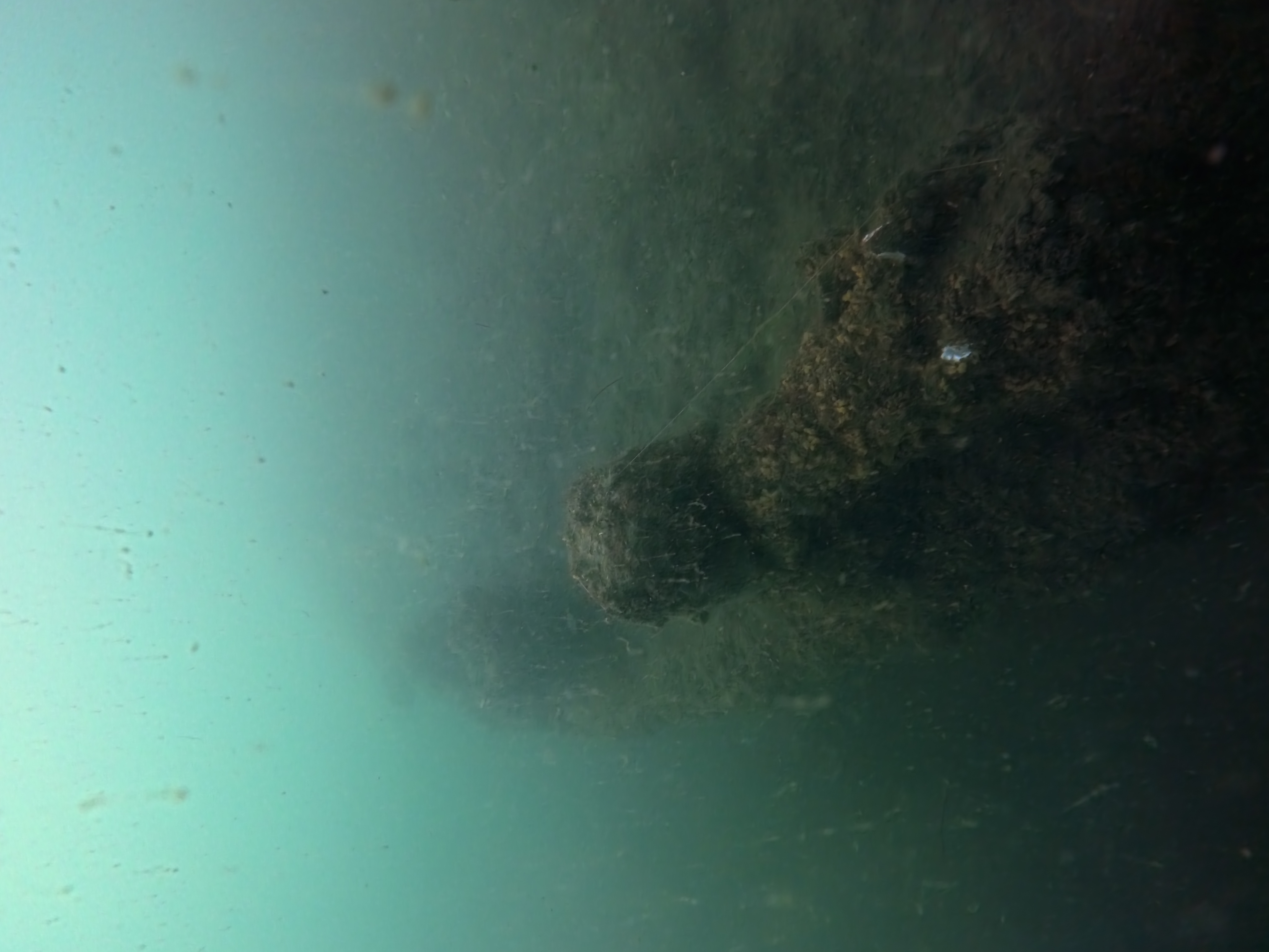 Salmion photo 1